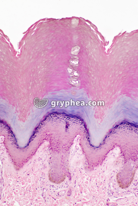 Peau avec glandes sudoripares x40 - gryphea.com